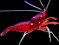 A blood red fire shrimp