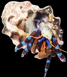 A blue leg hermit crab