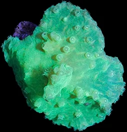 A green nuclear cabbage leather coral