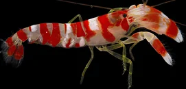 A candy-striped pistol shrimp