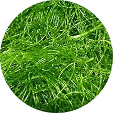 A ball of chaetomorpha algae