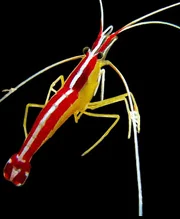 A skunk cleaner shrimp