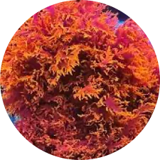 Dragon&rsquo;s breath macro algae