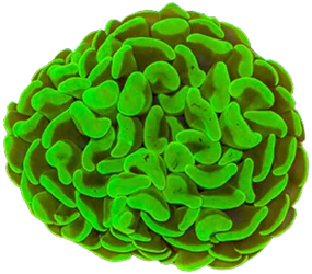 An emerald green hammer coral