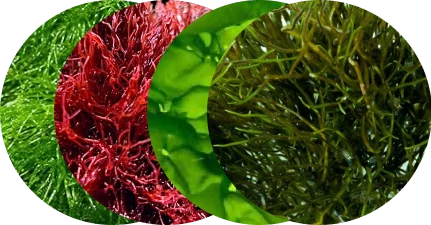 A refugium starter pack of three macro algae
