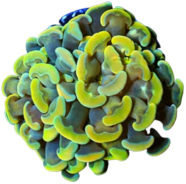 A golden hammer coral