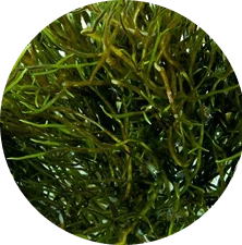Green gracilaria algae