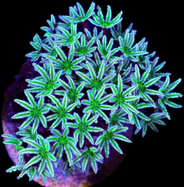 A green pipe organ coral