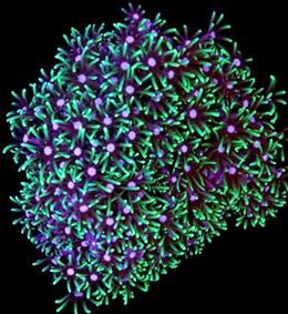 A mat of green star polyps
