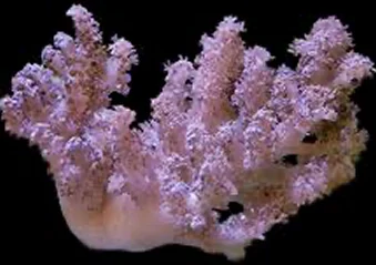 A pink Kenya tree leather coral