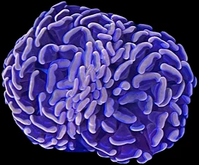 A purple multi-colour hammer coral