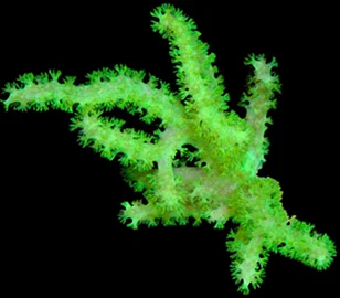 A neon green finger leather coral