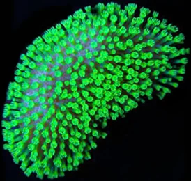 A neon green toadstool leather coral