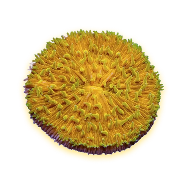 An orange plate coral