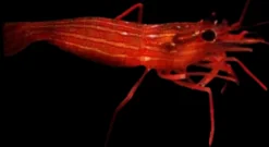 A peppermint shrimp