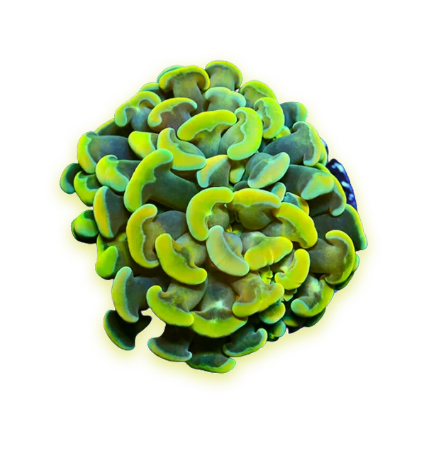 A green rasta hammer coral
