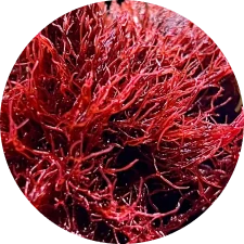 Red gracilaria algae