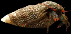 A red leg hermit crab