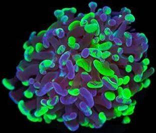 A purple and green splatter hammer coral