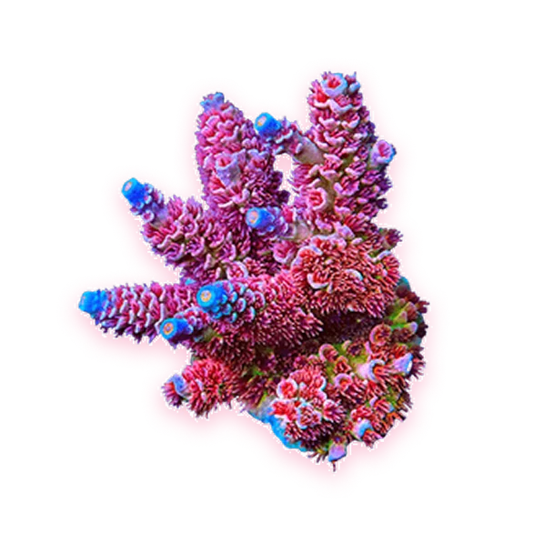 A pink acropora colony