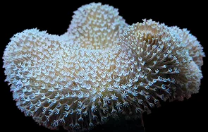 A cream toadstool leather coral