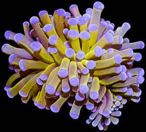 A gold torch coral with pink tips