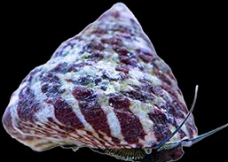 A trochus snail