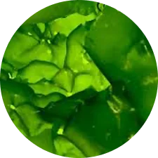 Sea lettuce, or ulva, macro algae