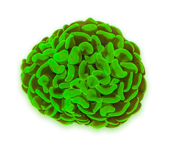 A yellow-green hammer coral