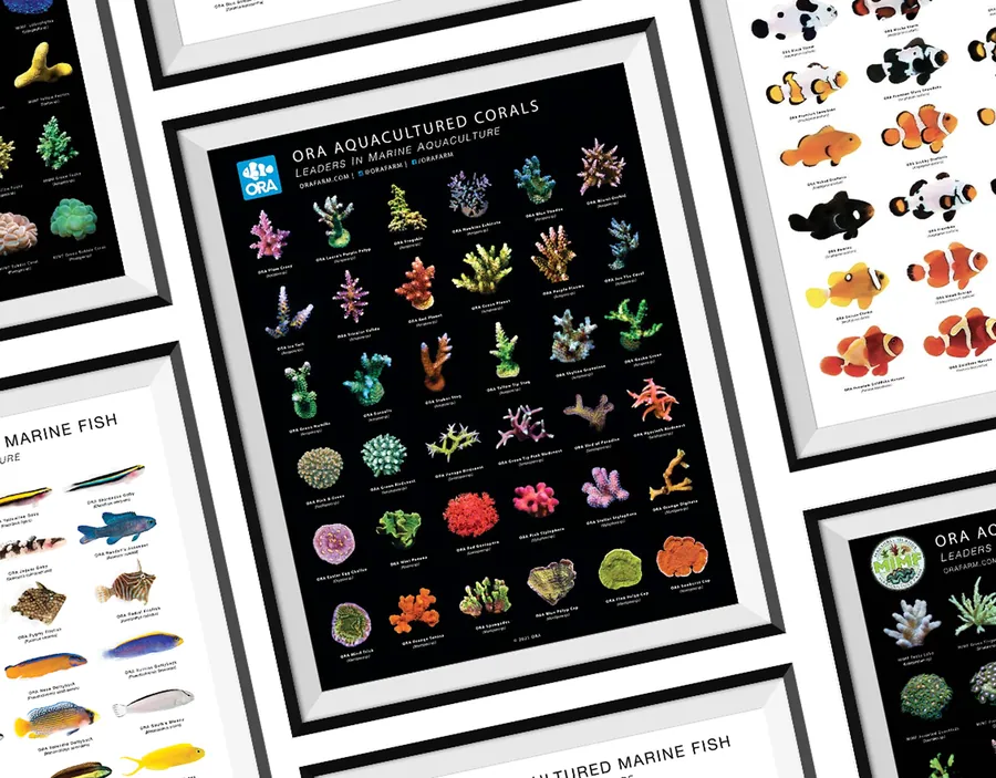 Framed ORA identification posters showing dozens of aquacultured corals and marine fish