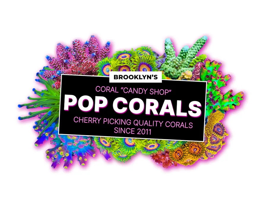 The Pop Corals logo — Brooklyn's coral candy shop — set over vivid corals